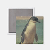 Studie eines Pinguins Magnet (Vorderseite/Rückseite)