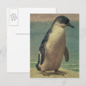 Studie eines Pinguins Postkarte (Vorne/Hinten)