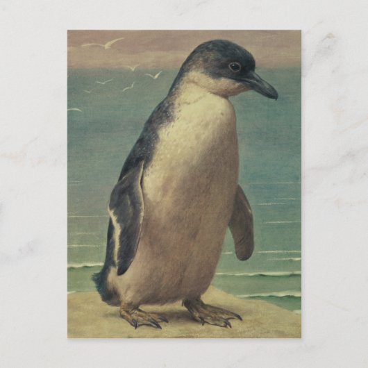 Studie eines Pinguins Postkarte (Vorderseite)