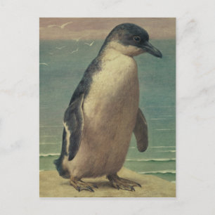 Studie eines Pinguins Postkarte
