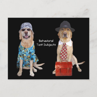 Studie über das Verhalten von Tieren/Labradoren/Hu Postkarte
