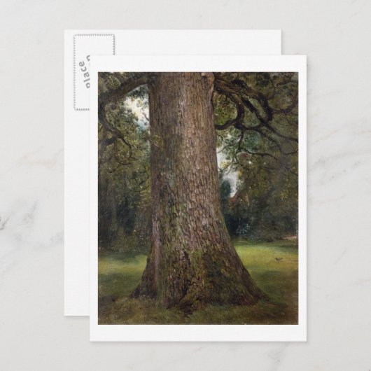 Studie über den Stamm eines Elm Tree, c.1821 (Öl a Postkarte (Vorne/Hinten)