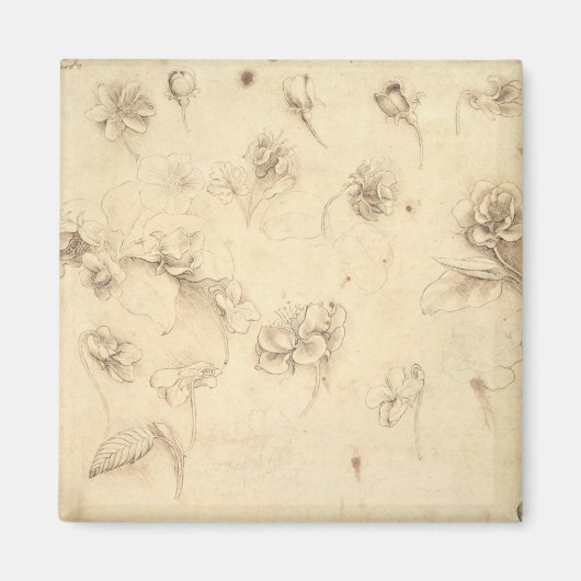 Studie über die Blume von grasähnlichen Pflanze (B Magnet (Vorne)