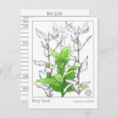 Studie über die Kräuterpflanze von Bay Leaf Materi Postkarte (Vorne/Hinten)