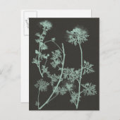 Studie über die Minze und die Kohle - Natur IV Postkarte (Vorne/Hinten)