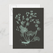 Studie über die Minze- und Kohlenatur I Postkarte (Vorne/Hinten)