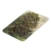 Studie über eine Asche Tree, c.1851 (Öl auf Papier Magnet (Linke Seite)