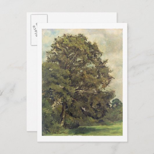 Studie über eine Asche Tree, c.1851 (Öl auf Papier Postkarte (Vorne/Hinten)