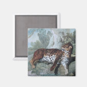 Studie über einen Leopard (von Jean-Baptiste Oudry Magnet (Vorderseite/Rückseite)