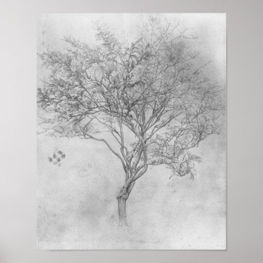 Studie über einen Zitronenbaum - 1859 - Poster (Vorne)