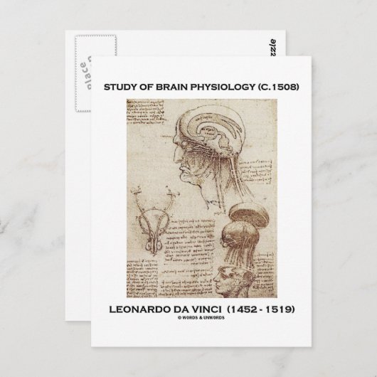 Studie über Gehirnphysiologie (Leonardo da Vinci 1 Postkarte (Vorne/Hinten)