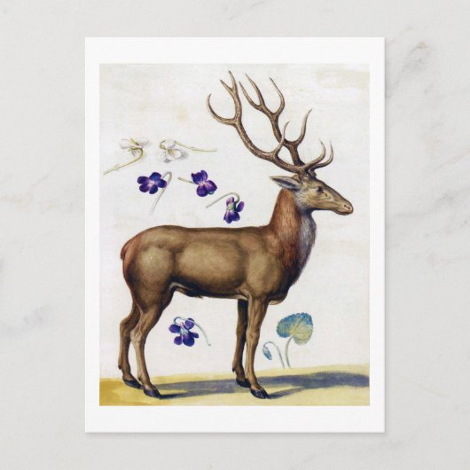 Studie über Hirsch und Blume, Arcimboldo Postkarte (Vorderseite)