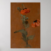 Studie über Poppies - James Inskipp Poster (Vorne)