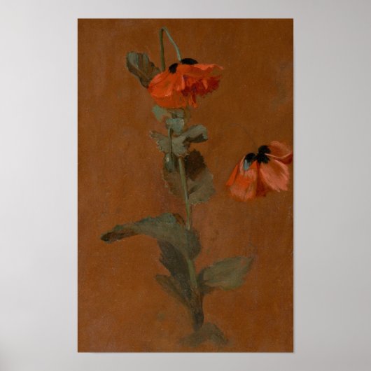 Studie über Poppies - James Inskipp Poster (Vorne)