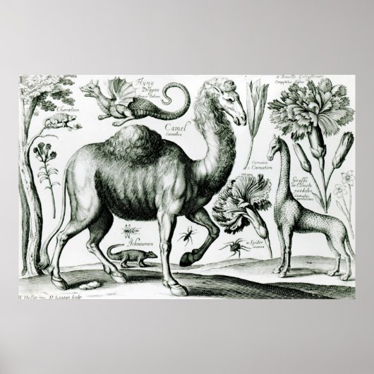 Studie über Tiere und Blume, in Gravur Poster (Vorne)
