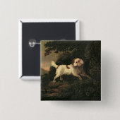Studie von Clumber Spaniel Button (Vorne & Hinten)