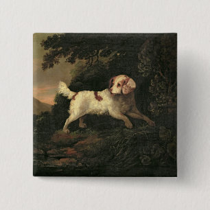 Studie von Clumber Spaniel Button
