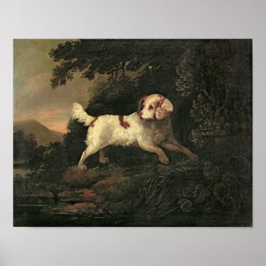 Studie von Clumber Spaniel Poster (Vorne)