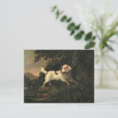Studie von Clumber Spaniel Postkarte (Stehend Vorderseite)