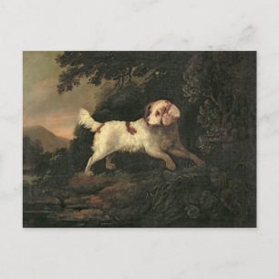 Studie von Clumber Spaniel Postkarte