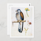 Studie von Kestrel und Blume, Arcimboldo Postkarte (Vorne/Hinten)