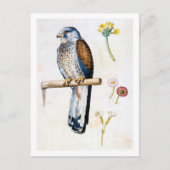 Studie von Kestrel und Blume, Arcimboldo Postkarte (Vorderseite)