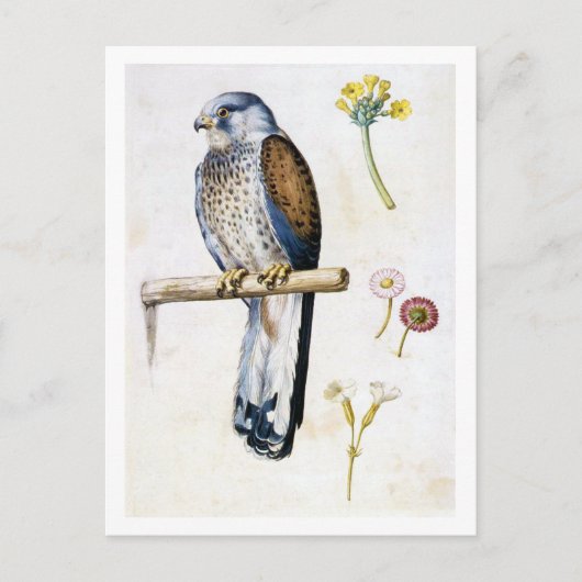 Studie von Kestrel und Blume, Arcimboldo Postkarte (Vorderseite)