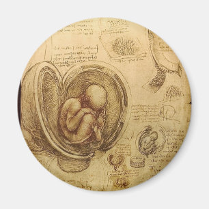 Studien der Embryos Magnet