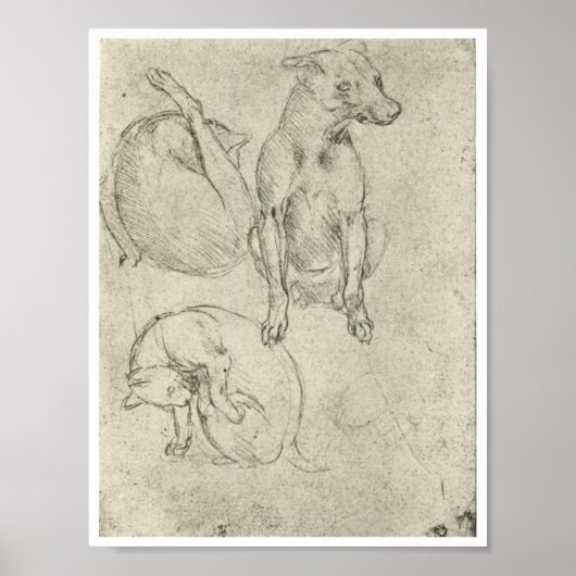 Studien über Hunde und Katzen, Leonardo Da Vinci Poster (Vorne)