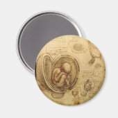 Studien von Embryonen Magnet (Vorderseite/Rückseite)