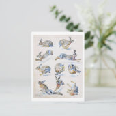 Studien von Wild Hare (Rabbit), Bruno Liljefors Postkarte (Stehend Vorderseite)