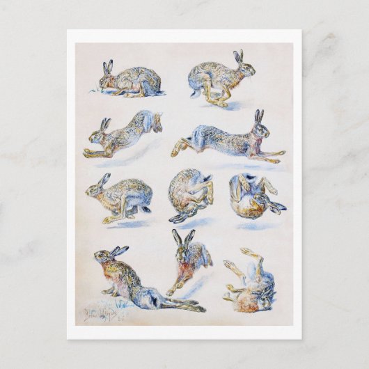 Studien von Wild Hare (Rabbit), Bruno Liljefors Postkarte (Vorderseite)