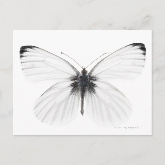 Studio-Aufnahme des scharfkantigen weißen Schmette Postkarte (Vorderseite)
