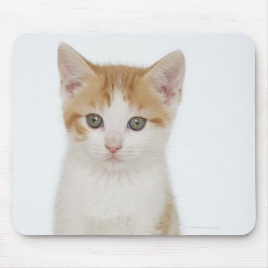 Studio-Aufnahme von Kätzchen Mousepad (Vorne)