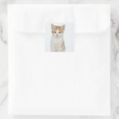 Studio-Aufnahme von Kätzchen Quadratischer Aufkleber (Tasche)
