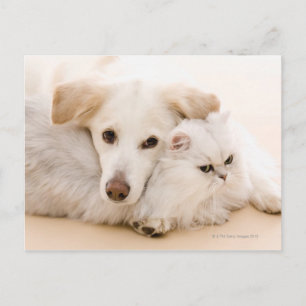 Studio-Aufnahme von Katze und Hund Postkarte