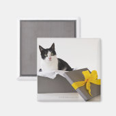 Studio-Aufnahme von Schwarzweiß-Katze in Geschenkb Magnet (Vorderseite/Rückseite)