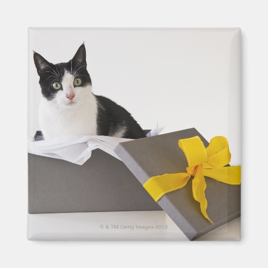 Studio-Aufnahme von Schwarzweiß-Katze in Geschenkb Magnet (Vorne)