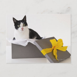 Studio-Aufnahme von Schwarzweiß-Katze in Geschenkb Postkarte
