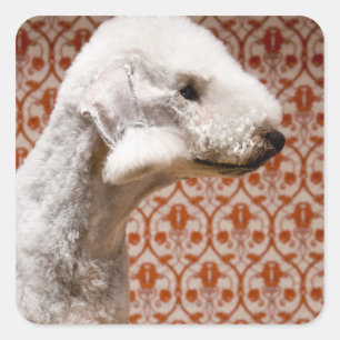Studio-Foto von Bedlington Terrier Quadratischer Aufkleber