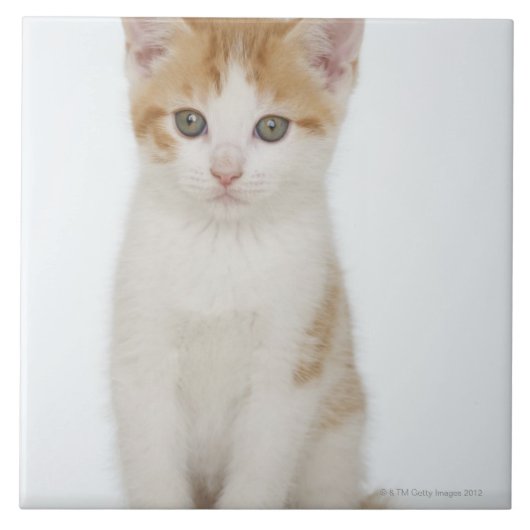 Studio geschossen vom Kätzchen Fliese (Vorderseite)