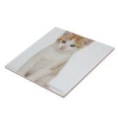 Studio geschossen vom Kätzchen Fliese (Seite)