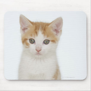 Studio geschossen vom Kätzchen Mousepad
