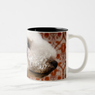 Studio geschossen von Bedlington Terrier Zweifarbige Tasse