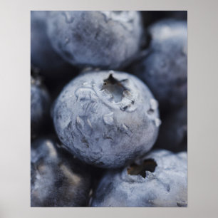 Studio geschossen von Blaubeeren 2 Poster