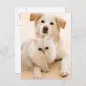 Studio geschossen von der Katze und vom Hund Postkarte (Vorne/Hinten)