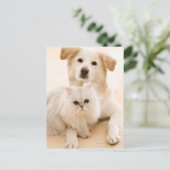 Studio geschossen von der Katze und vom Hund Postkarte (Stehend Vorderseite)
