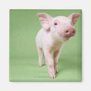 Studio herausgeschnitten von einem Ferkel stehend Magnet