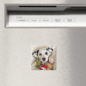 Studio Magnet (In Situ (Geschirrspüler))