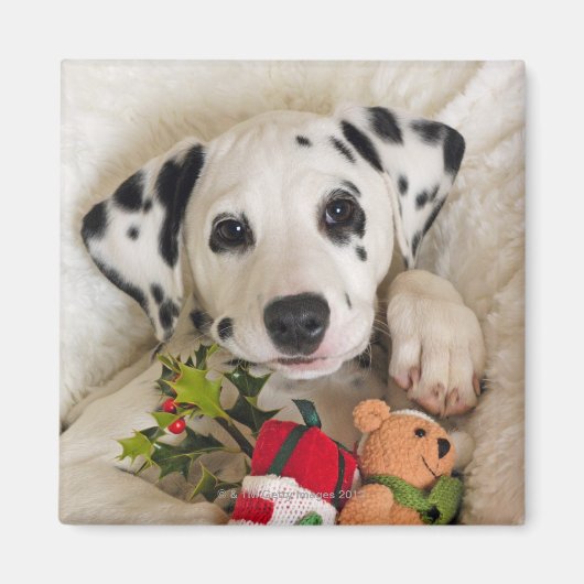 Studio Magnet (Vorne)